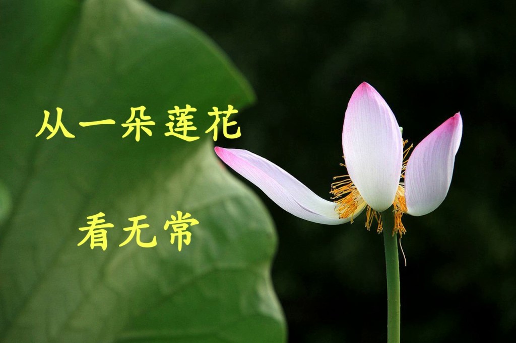 从一朵莲花看无常