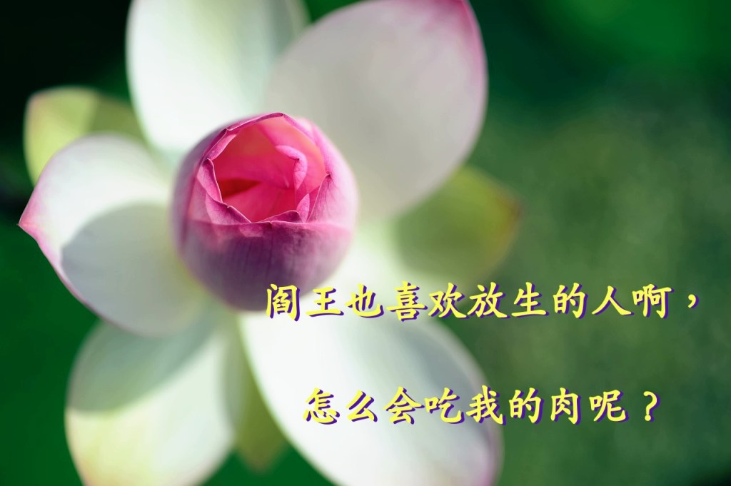 阎王也喜欢放生的人啊，怎么会吃我的肉呢？