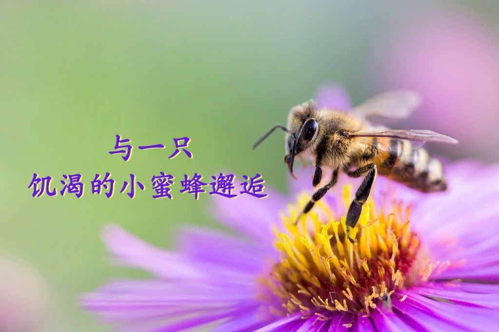 与一只饥渴的小蜜蜂邂逅 与一只饥渴的小蜜蜂邂逅