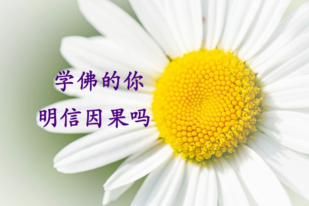 学佛的你 明信因果吗