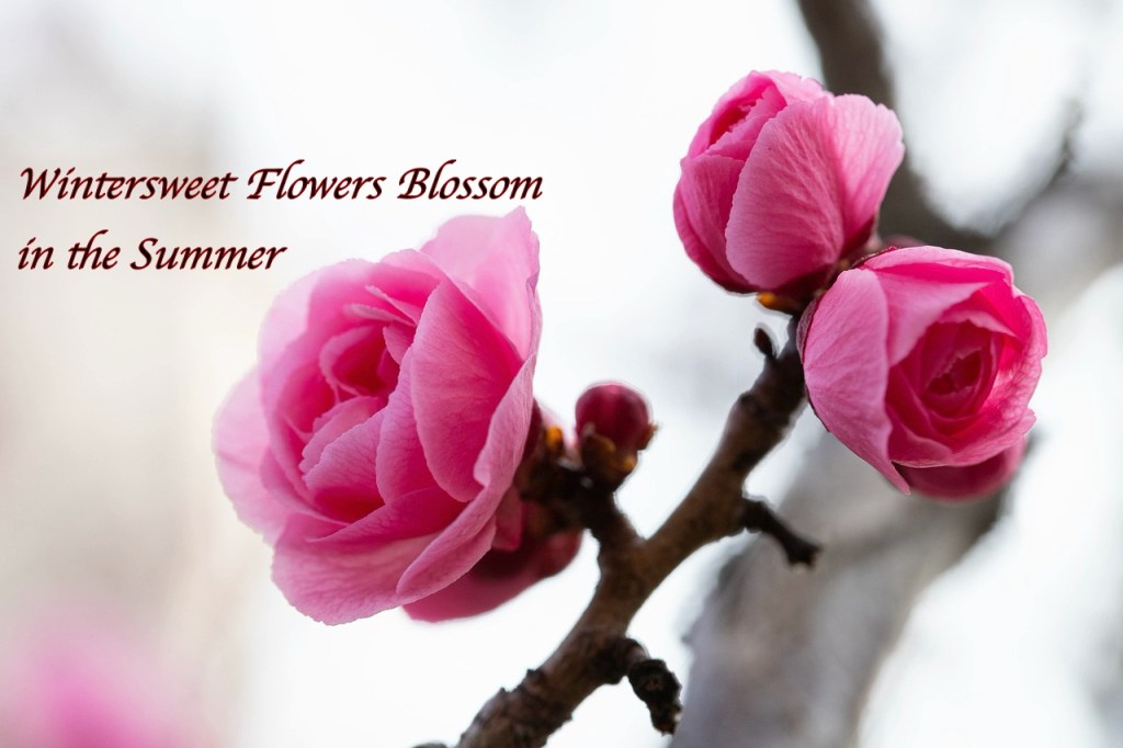 Wintersweet Flowers Blossom in the Summer