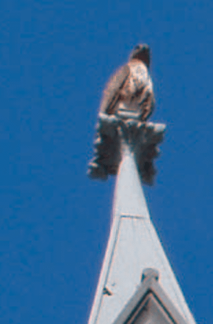When H.H. Dorje Chang Buddha III Wan Ko Yeshe Norbu was correcting the discourse of a great dharma king, an enormous golden-winged legendary bird with the size of a small car flew into view and perched itself on the temple where H.H. Dorje Chang Buddha III was in order to prostrated to H.H. Dorje Chang Buddha III.三世多杰羌佛雲高益西諾布在修訂一位大法王的開示時，一隻展翅時大如小轎車的大鵬金翅鳥飛來三世多杰羌佛所在的寺廟禮拜。