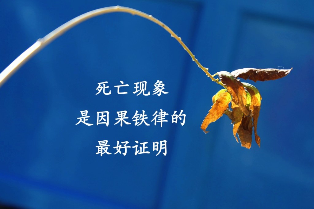 死亡现象是因果铁律的最好证明 死亡现象是因果铁律的最好证明