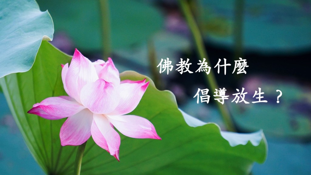 佛教為什麼倡導放生？