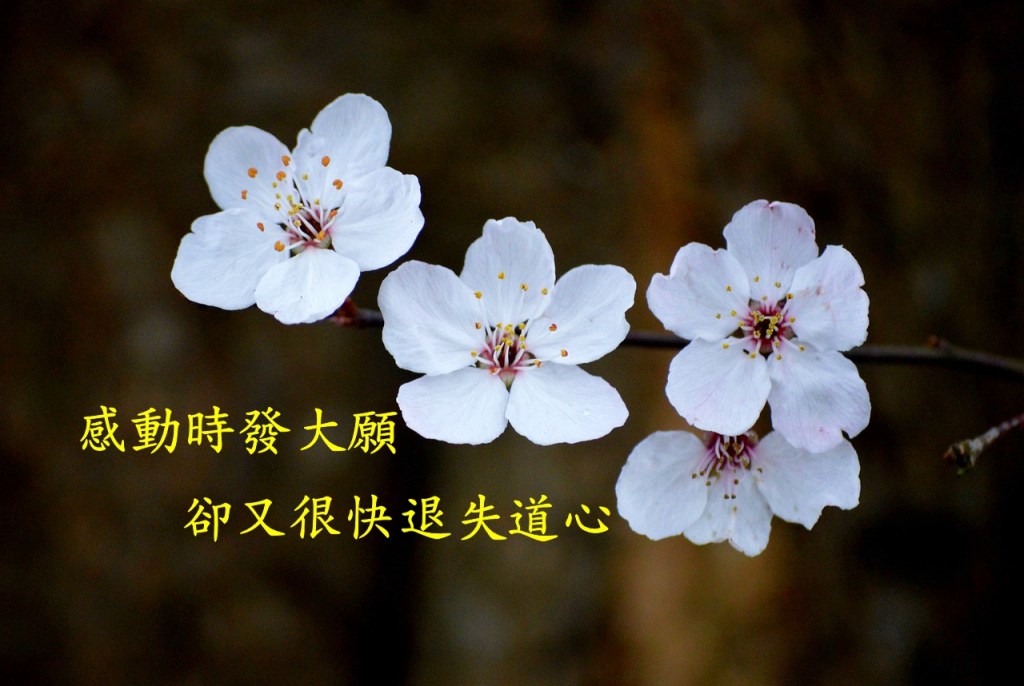 感動時發大願,卻又很快退失道心 感動時發大願,卻又很快退失道心