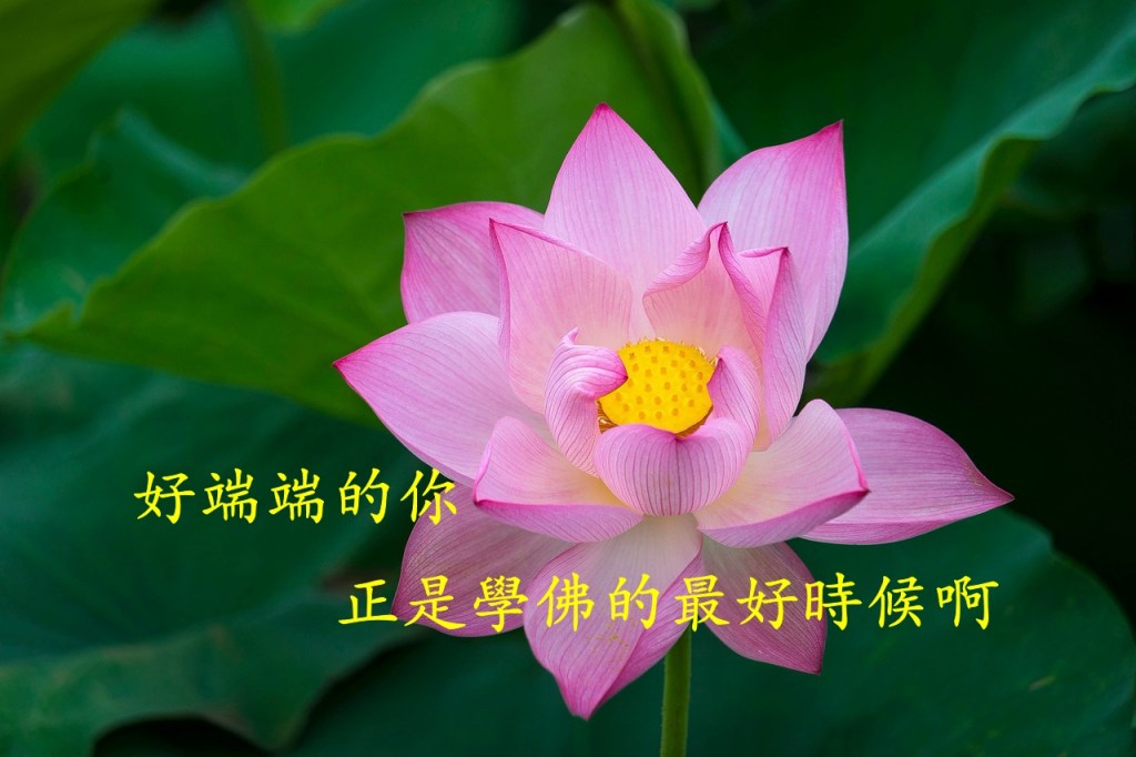 好端端的你,正是學佛的最好時候啊 好端端的你,正是學佛的最好時候啊