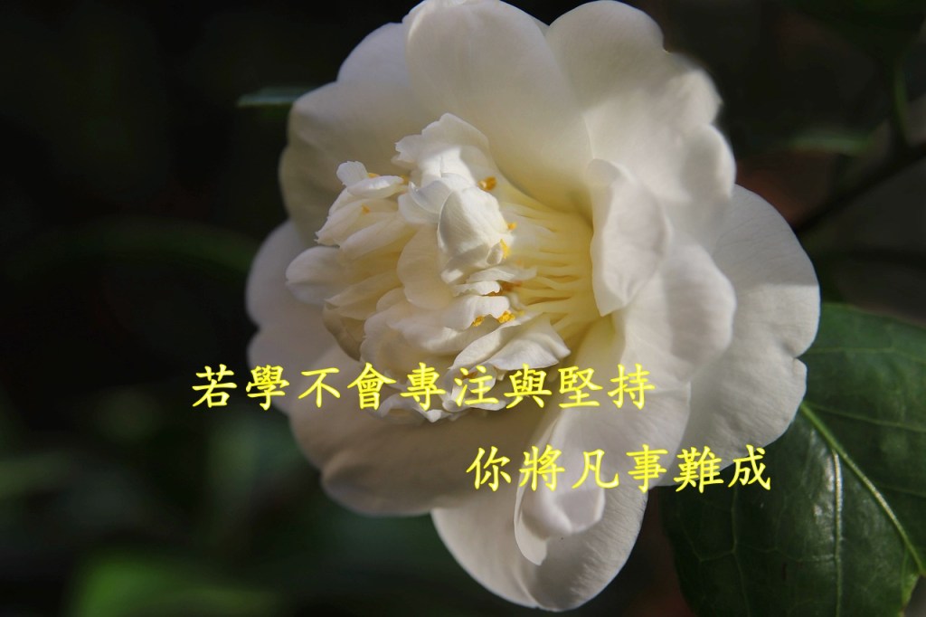 若學不會專注與堅持,你將凡事難成 若學不會專注與堅持,你將凡事難成