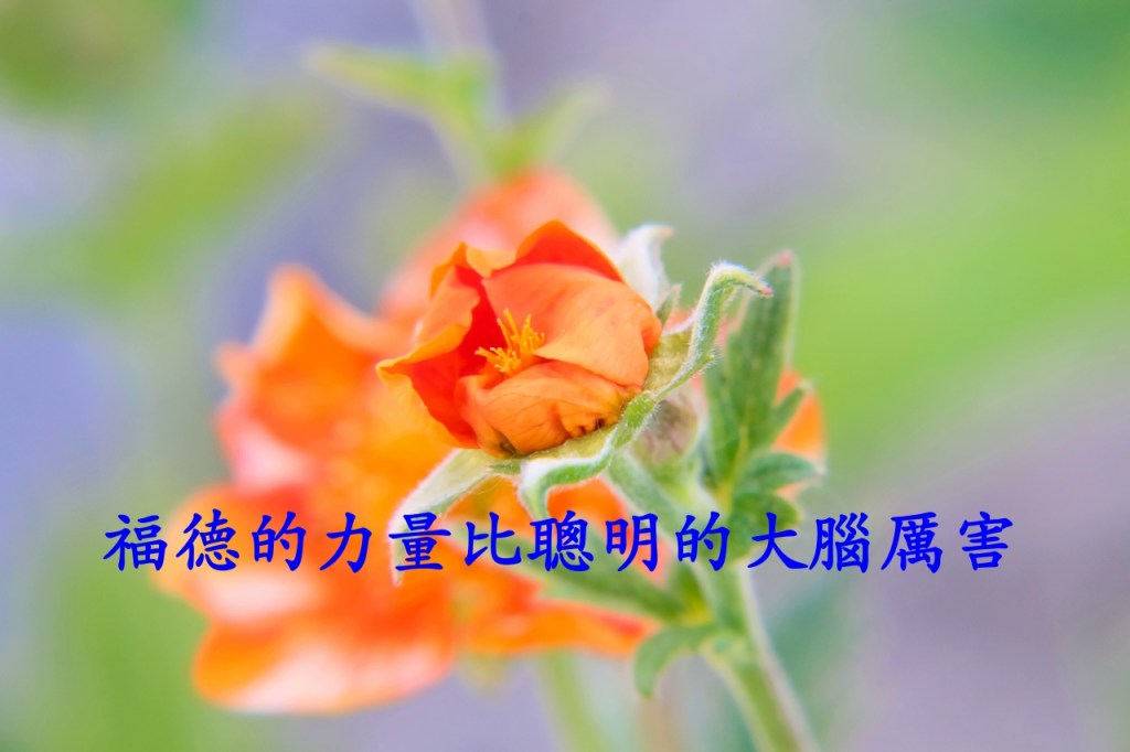 福德的力量比聰明的大腦厲害 福德的力量比聰明的大腦厲害